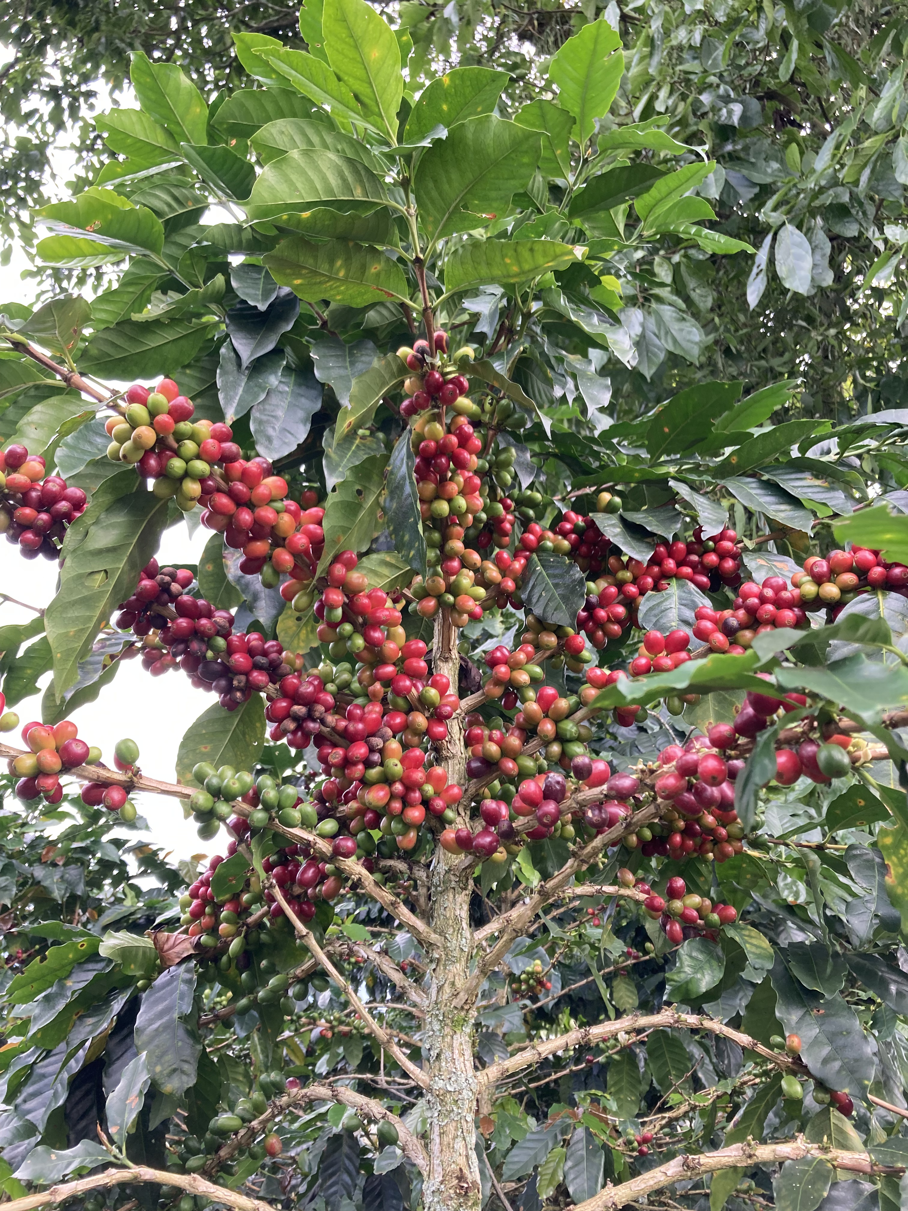 Ripe coffee cherries on the tree