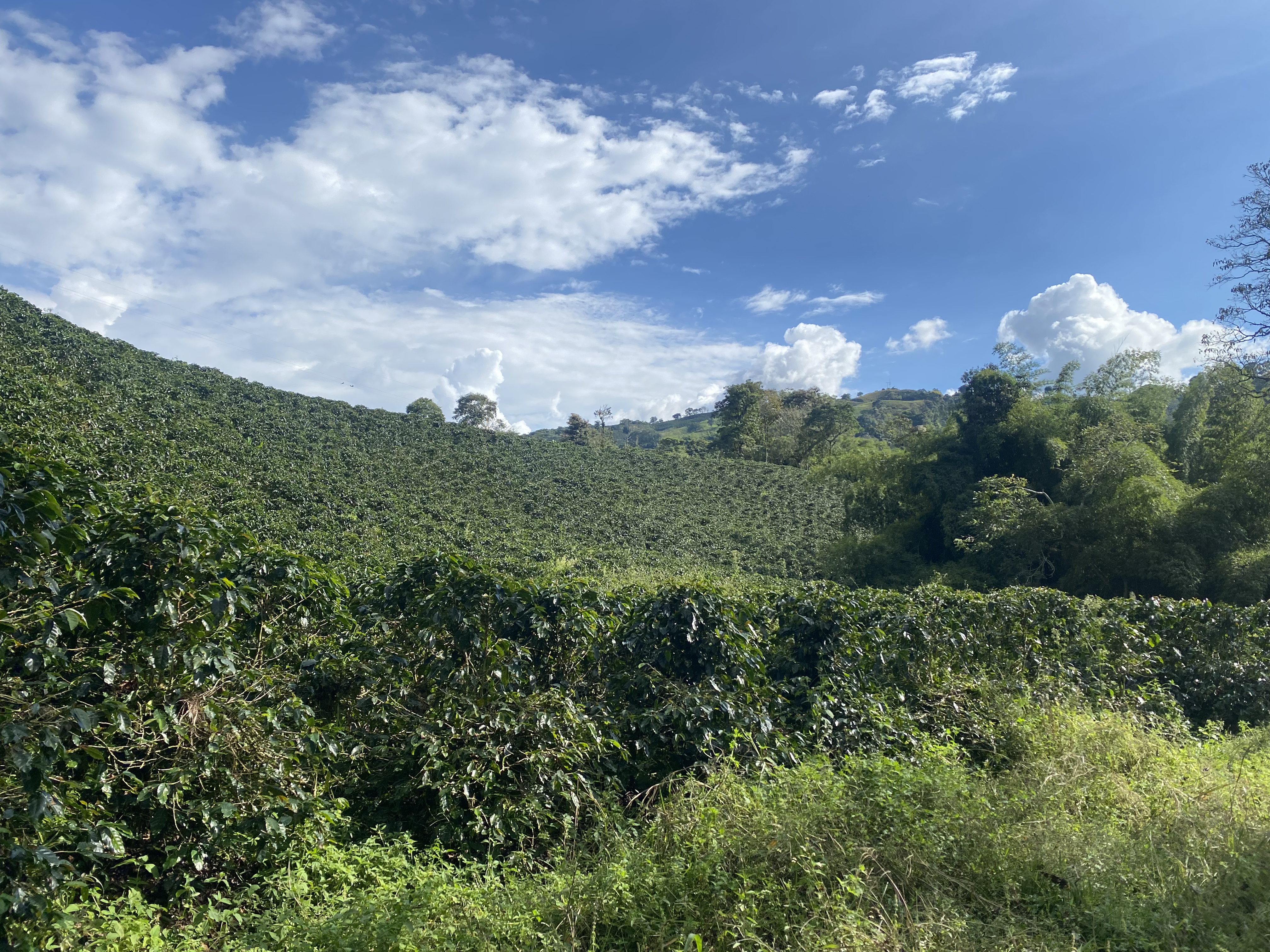 Coffee fields at Hacienda Berlín, Risaralda, Colombia