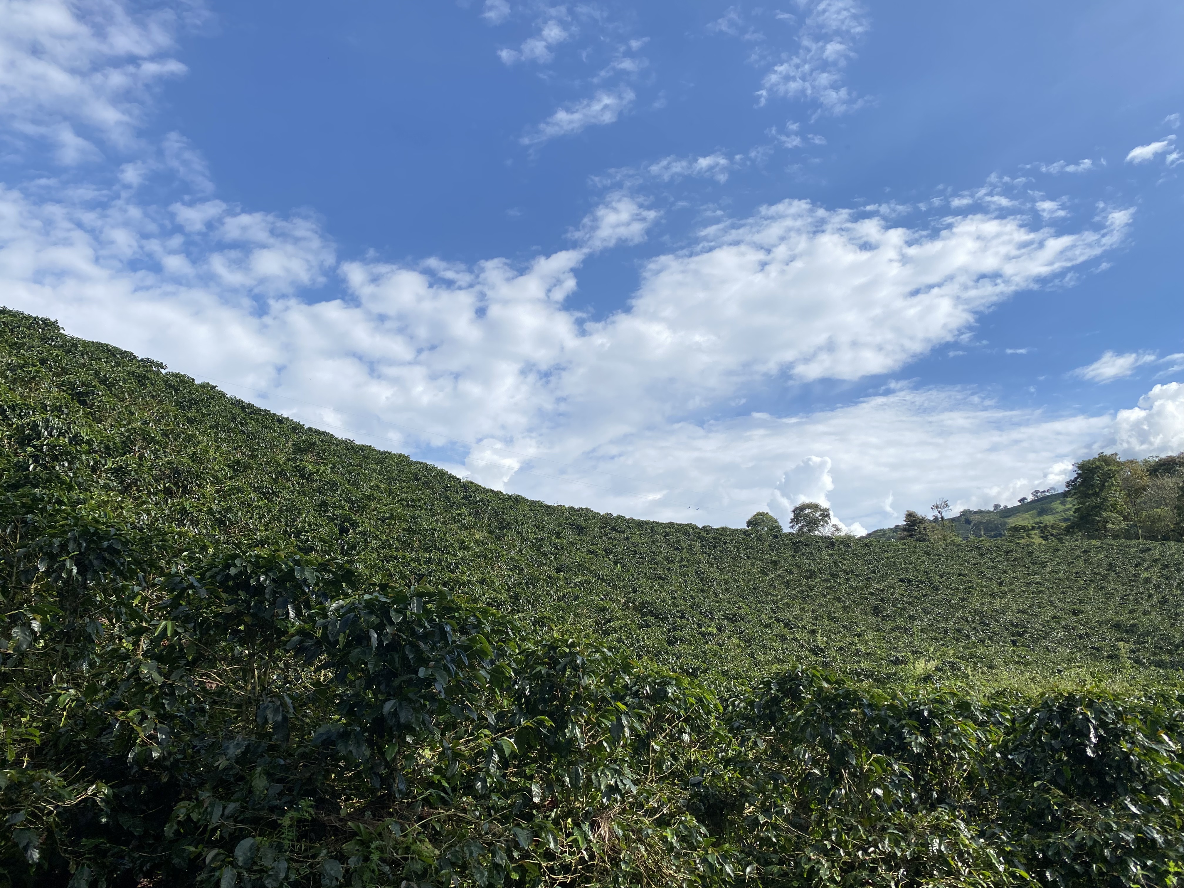 Coffee hillside at Hacienda Berlín