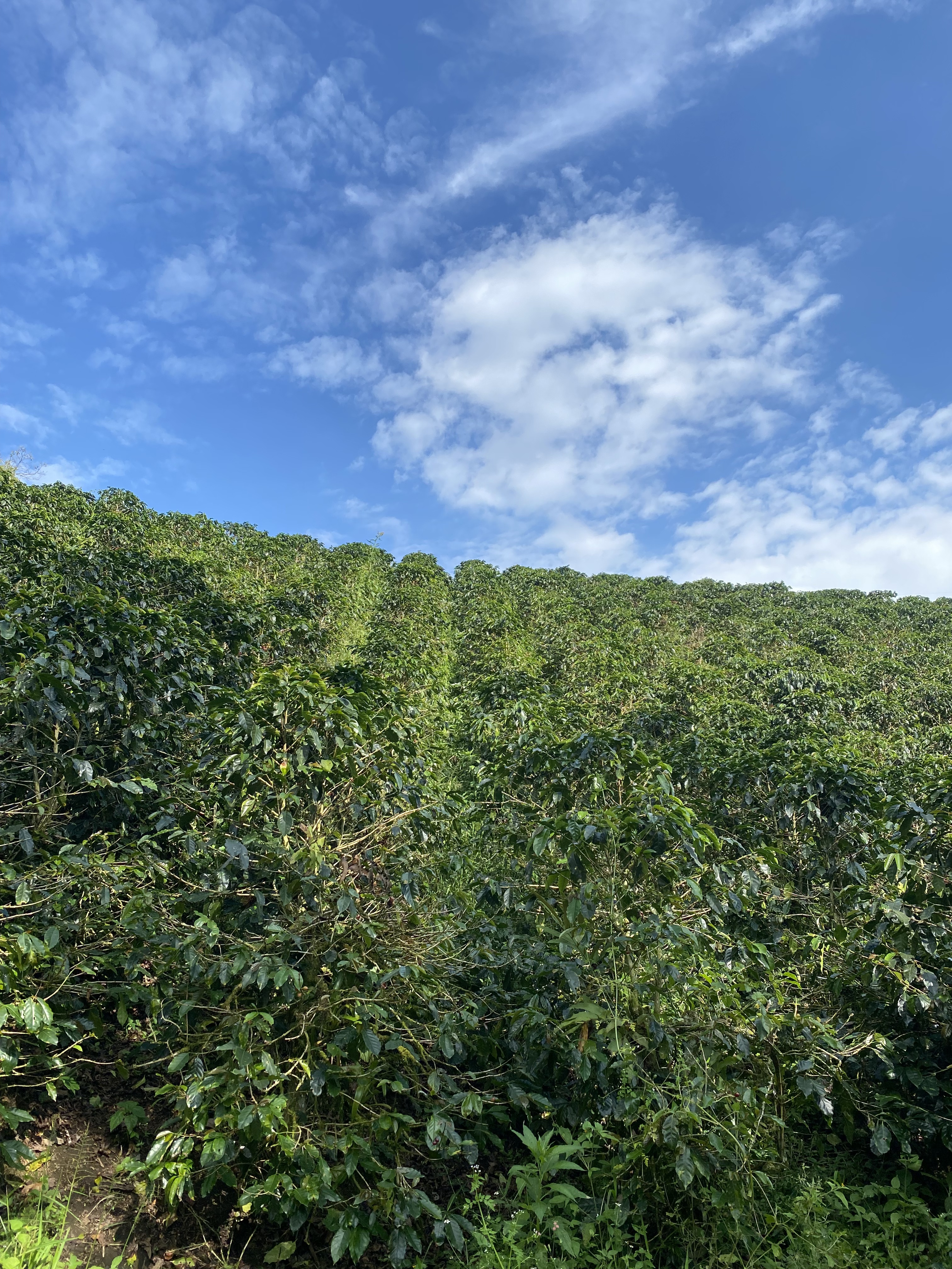 Hacienda Berlín landscape